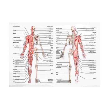 1pc Anatomija Grafikon Človeških Anatomskih Plakat, Mišični Sistem, ki Visi Plakat, Disekcijo Plakat Telo
